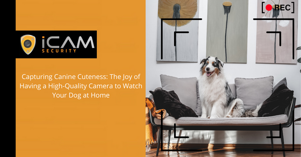 Capturing Canine Cuteness: The Joy of Having a High-Quality Camera to Watch Your Dog at Home